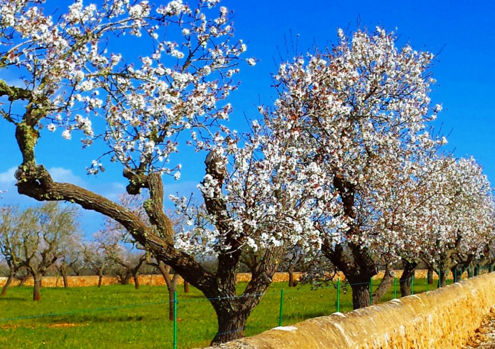 Bild von Mallorca zu Ostern
